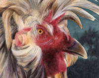Chicken in the morning